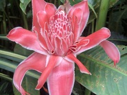 Партнеры «Марвел-Дистрибуции» слетали за счастьем в Коста-Рику