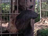 Медведь в клетке