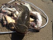 Рыба в сочке