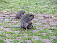 Обезьяны с детенышами 