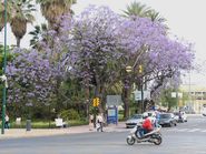 Сиреневое дерево