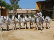 Белые лошади